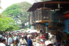 Java, Malang, Birds and Flower Market