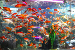 Java, Malang, Birds and Flower Market