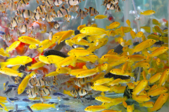Java, Malang, Birds and Flower Market