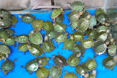 Java, Malang, Birds and Flower Market