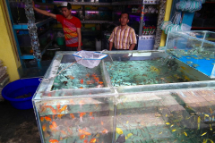 Java, Malang, Birds and Flower Market