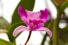 Java, Malang, Birds and Flower Market, Orchidee
