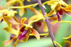 Java, Malang, Birds and Flower Market, Orchidee
