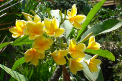 Java, Malang, Birds and Flower Market, Frangipani