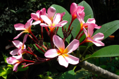 Java, Malang, Birds and Flower Market, Frangipani