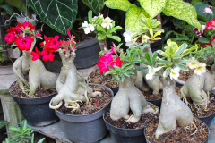 Java, Malang, Birds and Flower Market, Adenium