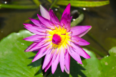 Java, Malang, Birds and Flower Market, Seerose
