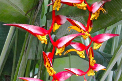 Java, Malang, Birds and Flower Market, Heliconie