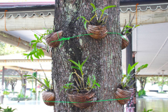 Java, Yogjakarta, Orchideen