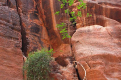 Jordanien, Wadi Musa, Petra
