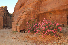 Jordanien, Wadi Musa, Petra