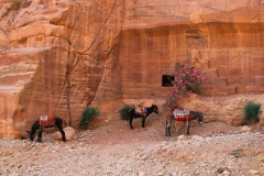 Jordanien, Wadi Musa, Petra
