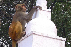 Nepal, Kathmandu, Tempelanlage Swayambhunath
