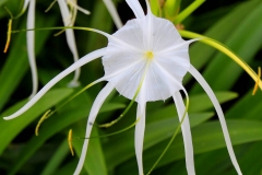 Khao Lak, Weiße Hakenlilie