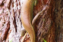Khao Lak, Eidechse
