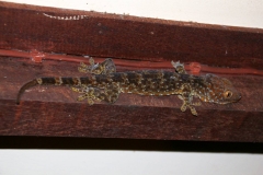 Laos, Vientiane, Gecko