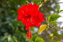 Laos, Luang Prabang, My Dream Boutique Resort, Hibiskusblüte