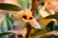 Laos, Luang Prabang, My Dream Boutique Resort, Orchidee Dendrobium