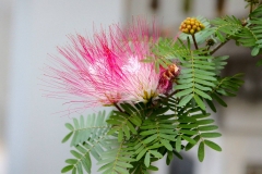 Laos, Luang Prabang, Rosa Puderquastenstrauch
