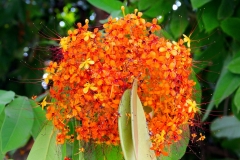 Laos, Luang Prabang, Asokabaumblüte