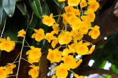 Laos, Luang Prabang, Orchidee Dendrobium Lindleyi