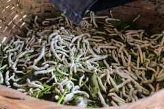 Laos, Xang Khong Posa Village, Seidenraupen