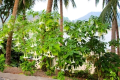 Laos, Luang Prabang, Am Mekong