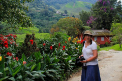 Malaysia, Cameron Highlands