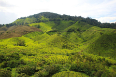 Malaysia, Cameron Highlands, Teeanbau
