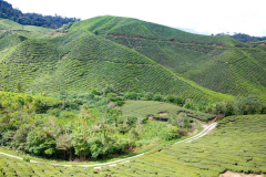 Malaysia, Cameron Highlands, Teeanbau