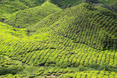Malaysia, Cameron Highlands, Teeanbau