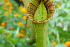 Malaysia, Cameron Highlands, Schmetterlingsfarm