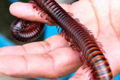 Malaysia, Cameron Highlands, Schmetterlingsfarm, Tausendfüßer