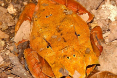 Malaysia, Cameron Highlands, Schmetterlingsfarm