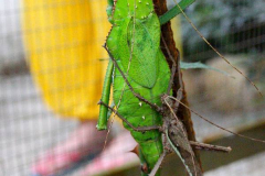 Malaysia, Cameron Highlands, Schmetterlingsfarm