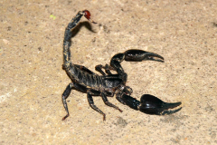 Malaysia, Cameron Highlands, Schmetterlingsfarm, Skorpion