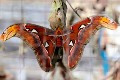 Malaysia, Cameron Highlands, Schmetterlingsfarm