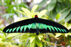 Malaysia, Cameron Highlands, Schmetterlingsfarm