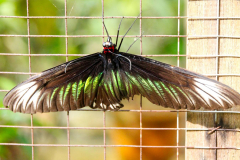 Malaysia, Cameron Highlands, Schmetterlingsfarm