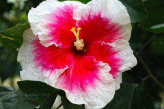 Malaysia, Cameron Highlands, Schmetterlingsfarm