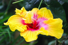 Malaysia, Cameron Highlands, Schmetterlingsfarm