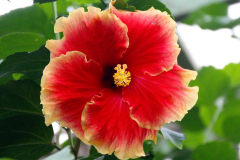 Malaysia, Cameron Highlands, Schmetterlingsfarm