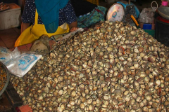 Malaysia, Kota Bahru, Zentralmarkt, Muscheln