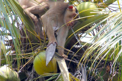 Malaysia. Kota Bahru, Kokosnussernte mit Makaken-Affen