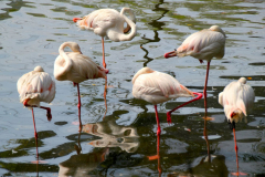 Malaysia, Kuala Lumpur, Vogelpark