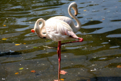 Malaysia, Kuala Lumpur, Vogelpark