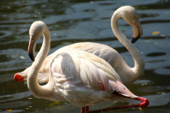 Malaysia, Kuala Lumpur, Vogelpark