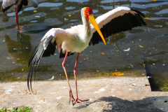 Malaysia, Kuala Lumpur, Vogelpark, Milchstorch