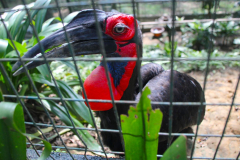 Malaysia, Kuala Lumpur, Vogelpark