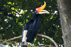 Malaysia, Kuala Lumpur, Vogelpark, Rhinozerosvogel
